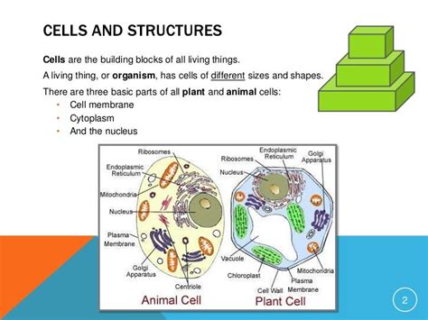 drawing of living things|Structures and Functions of Living Things .